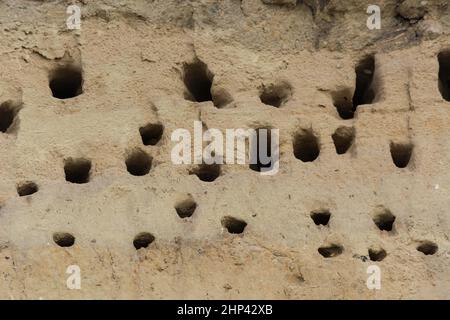 Des hirondelles pour hirondelles sur les falaises de la ville d'Ahrenshoop sur la péninsule de la mer Baltique Darss en Allemagne en été. Banque D'Images