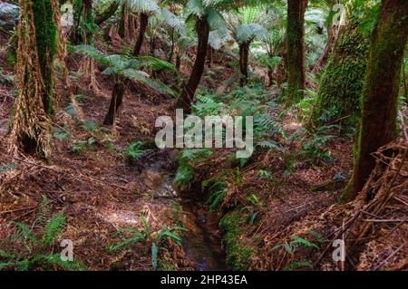 Végétation luxuriante le long de la forêt tropicale de Maits Rest Walk au coeur de la magnifique chaîne des Otway Ranges - Apollo Bay, Victoria, Australie Banque D'Images