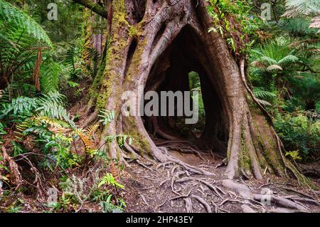 Un tronc creux le long de la promenade Maits Rest Rainforest au cœur des magnifiques Otway Ranges - Apollo Bay, Victoria, Australie Banque D'Images