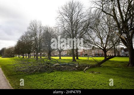 Windsor, Royaume-Uni. 18th février 2022. Plusieurs châtaignes emblématiques bordant la longue promenade en face du château de Windsor ont été endommagées par Storm Eunice. Crédit : Mark Kerrison/Alamy Live News Banque D'Images