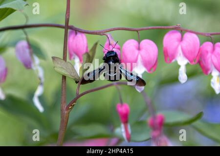 Une grosse abeille en bois bleu recherche du pollen sur une fleur de coeur, Lamprocapnos spectabilis. Banque D'Images