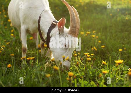 Chèvre, mange de l'herbe de pâturage sur prairie plein de pissenlits, éclairé par le soleil l'après-midi, les détails de la tête et des cornes. Banque D'Images