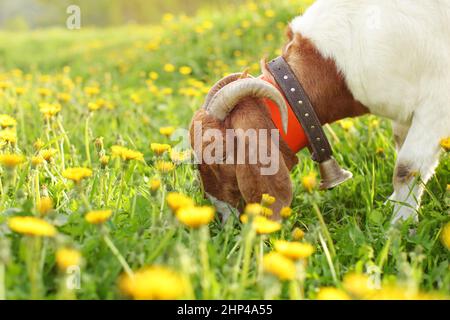 Nubian chèvre Boer anglo / mâle pâturage sur prairie plein de pissenlits allumé par Sun Banque D'Images