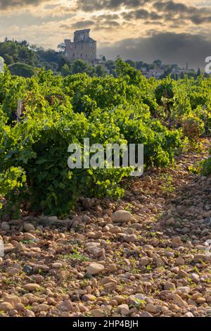 Vignoble typique avec des pierres près de Châteauneuf-du-Pape, Côtes du Rhône, France Banque D'Images