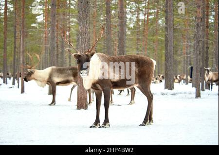Un cerf se tient contre le fond d'un troupeau de cerfs dans la forêt. Photo de haute qualité Banque D'Images