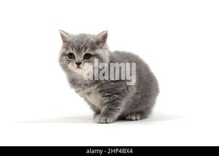 un chaton rayé de race pure se trouve sur un fond blanc. Photo de haute qualité Banque D'Images