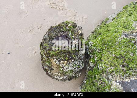 Des barnacles et des os sur des rochers à la plage de Byron Bay en Australie Banque D'Images