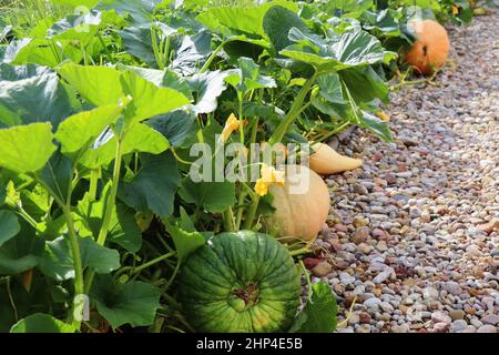 De grandes citrouilles poussant sur le lit dans le jardin, récoltent des légumes biologiques. Vue automnale sur le style campagnard. Nourriture saine vegan végétarien bébé dieting conce Banque D'Images