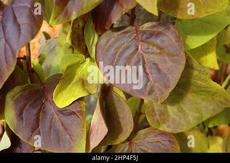 L'automne laisse le fond.Image colorée de l'arrière-plan des feuilles d'automne tombées, parfaite pour une utilisation saisonnière. Banque D'Images