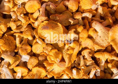 chanterelle fraîchement cueillies Banque D'Images