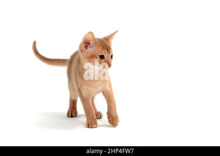 Chat de gingembre Abyssinien croquant sur fond blanc. Photo de haute qualité Banque D'Images