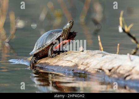 Une Amérique tortue peinte (Chrysemys picta) baigne dans le soleil sur un log sur Fernan Lake dans l'Idaho. Banque D'Images