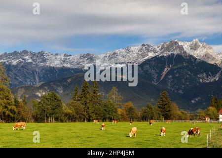 Pâturage avec des vaches sous les Alpes autrichiennes à proximité de Bischofshofen Banque D'Images