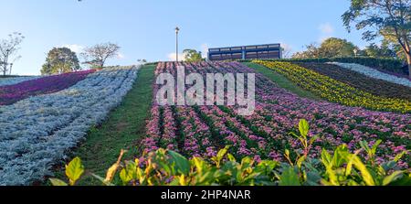 Le Parc urbain de San-Tseng-Chi par une journée ensoleillée et lumineuse avec des champs de fleurs colorés sur la colline sous un ciel bleu clair pendant le Festival des fleurs, à Beitou Banque D'Images