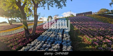 Le Parc urbain de San-Tseng-Chi par une journée ensoleillée et lumineuse avec des champs de fleurs colorés sur la colline sous un ciel bleu clair pendant le Festival des fleurs, à Beitou Banque D'Images