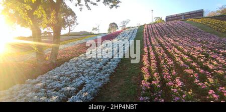 Le Parc urbain de San-Tseng-Chi par une journée ensoleillée et lumineuse avec des champs de fleurs colorés sur la colline sous un ciel bleu clair pendant le Festival des fleurs, à Beitou Banque D'Images