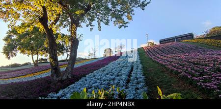 Le Parc urbain de San-Tseng-Chi par une journée ensoleillée et lumineuse avec des champs de fleurs colorés sur la colline sous un ciel bleu clair pendant le Festival des fleurs, à Beitou Banque D'Images