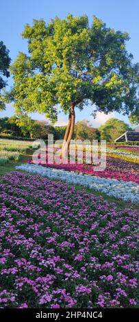 Le Parc urbain de San-Tseng-Chi par une journée ensoleillée et lumineuse avec des champs de fleurs colorés sur la colline sous un ciel bleu clair pendant le Festival des fleurs, à Beitou Banque D'Images