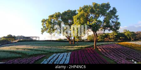 Le Parc urbain de San-Tseng-Chi par une journée ensoleillée et lumineuse avec des champs de fleurs colorés sur la colline sous un ciel bleu clair pendant le Festival des fleurs, à Beitou Banque D'Images