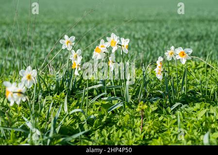 Jonquilles blanches dans un jardin fleuri en arrière-plan de printemps Banque D'Images