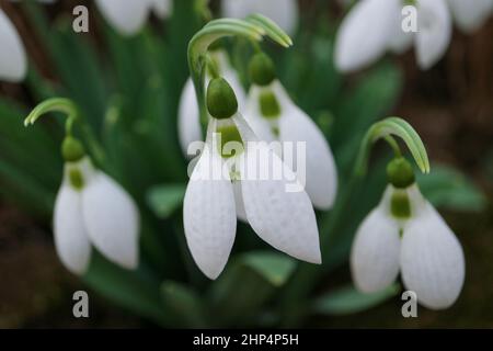 Des gouttes de neige blanches avec des pétales délicats et des feuilles vertes dans le jardin, premières gouttes de neige macro, fleurs printanières, fleurs, beauté dans la nature, photo florale Banque D'Images