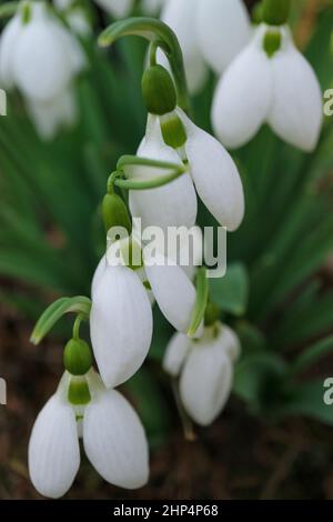 Des gouttes de neige blanches avec des pétales délicats et des feuilles vertes dans le jardin, premières gouttes de neige macro, fleurs printanières verticales, fleurs, beauté dans la nature, la flore Banque D'Images