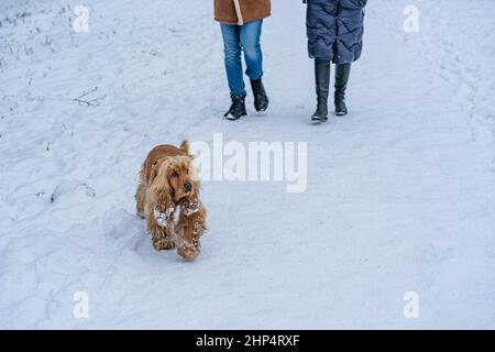 Couple méconnaissable marchant rouge anglais Cocker Spaniel en hiver. Banque D'Images