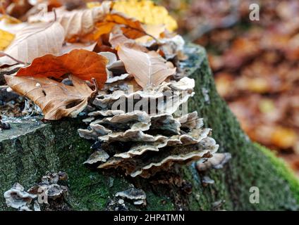 Dinde Tail (Trametese Versicolor) support champignons poussant sur une souche d'arbre avec des feuilles dorées de hêtre d'automne éparpillées autour. Banque D'Images