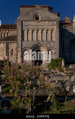 Hollyhocks sauvages au milieu des tombes et du côté nord de l'église Sainte-Radegonde, église de pèlerinage médiévale à Talmont-sur-Gironde, Nouvelle-Aquitaine, France. L'église a été fondée en 1000s par des moines bénédictins pour les pèlerins se rendant à Saint-Jacques-de-Compostelle en Espagne. Banque D'Images