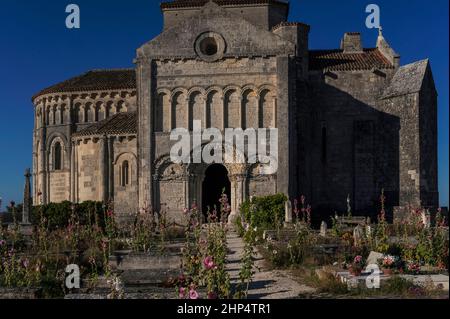 Hollyhocks sauvages au milieu des tombes et du côté nord de l'église Sainte-Radegonde, église de pèlerinage médiévale à Talmont-sur-Gironde, Nouvelle-Aquitaine, France. L'église a été fondée en 1000s par des moines bénédictins pour les pèlerins se rendant à Saint-Jacques-de-Compostelle en Espagne. Banque D'Images