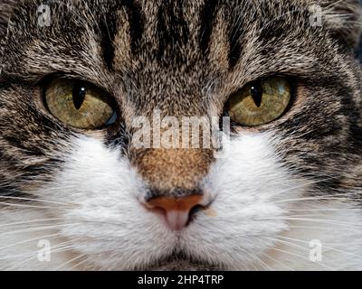 Gros plan des yeux d'un tabby et d'un chat domestique blanc qui se laque à son propriétaire (autrement connu sous le nom d'homme ou de personnel apprivoé!) Banque D'Images