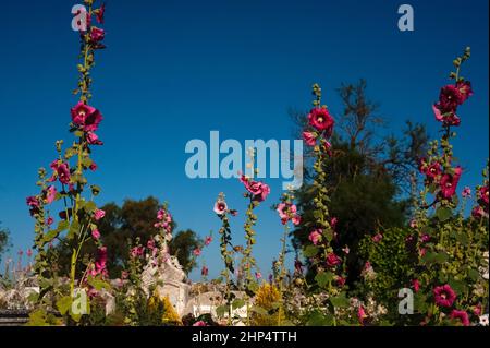 De riches rouges et roses de pétales de hollyhock contrastent avec un ciel bleu clair le matin au-dessus du cimetière maritime de l'église Sainte-Radegonde, à côté de l'estuaire de la Gironde à Talmont-sur-Gironde, Nouvelle-Aquitaine, France. Les hollyhocks deviennent sauvages entre les monuments de la famille dans le cimetière et bordent également les rues sans circulation de ce village fortifié sur la côte atlantique française. Banque D'Images