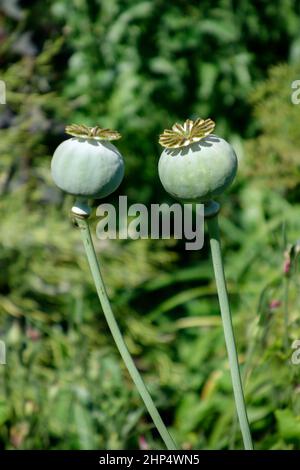 Gousses de graines du pionvallmo de pavot à Opium géant (Papaver somniferum) Banque D'Images