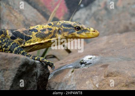 Contrôle de l'eau des Philippines (Varanus cumingi) Banque D'Images