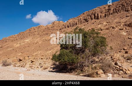 Un arbre isolé de Christ Thorn Jujube Ziziphus spina-christi dans un ruisseau désertique sec devant les falaises rouges du Negev en Israël avec un ciel bleu et un si Banque D'Images