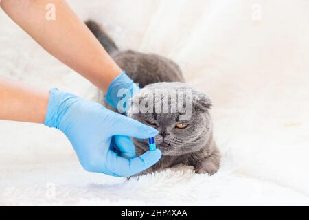 Le vétérinaire donne un comprimé aux chats. Foyer sélectif. Animal. Banque D'Images