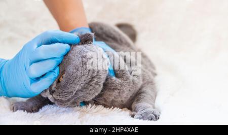 Le vétérinaire vérifie les oreilles du chat. Foyer sélectif. Animal. Banque D'Images