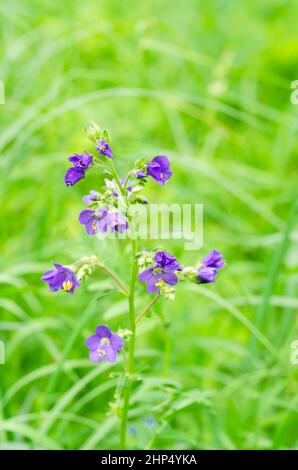 Fleurs délicates de bleu cyanose médicinal, Polemonium caeruleum, Russie, région de la Volga moyenne. Mise au point sélective, cadrage vertical Banque D'Images