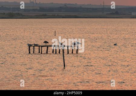 Mouettes perchées sur des structures en bois au milieu du lac Banque D'Images