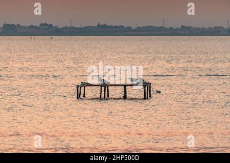 Mouettes perchées sur des structures en bois au milieu du lac Banque D'Images