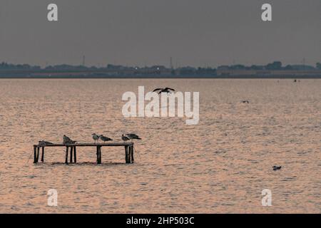 Mouettes perchées sur des structures en bois au milieu du lac Banque D'Images