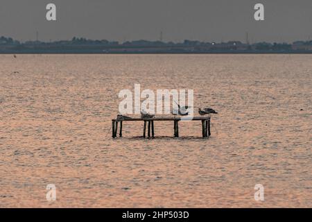 Mouettes perchées sur des structures en bois au milieu du lac Banque D'Images