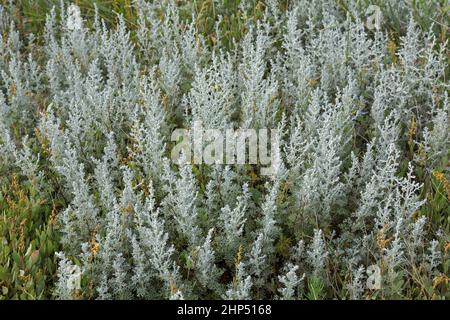 Le bois de mer (Artemisia maritima / Artemisia pseudogallica) fleurit dans le marais saltmarsh / marais salé en été Banque D'Images