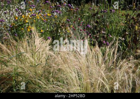 Lit fleuri coloré de la fin de l'été avec herbe ornementale en premier plan Banque D'Images