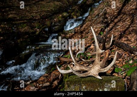 Un ensemble d'énormes hangars de bois de Red Deer. Magnifique arrière-plan naturel. Montagnes de Bieszczady, Carpates, Pologne. Banque D'Images