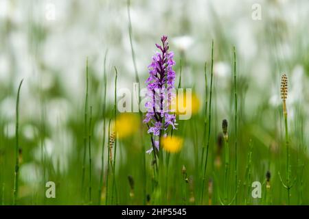 Une orchidée à fleurs (Dactylorhiza maculata) en face du coton (Eriophorum sp.), jour nuageux en été dans les Alpes autrichiennes Banque D'Images