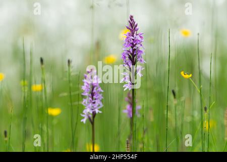 Une orchidée à fleurs (Dactylorhiza maculata) en face du coton (Eriophorum sp.), jour nuageux en été dans les Alpes autrichiennes Banque D'Images