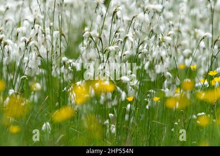 La floraison du coton (Eriophorum sp.) par une journée nuageuse en été dans les Alpes autrichiennes Banque D'Images