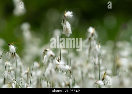 La floraison du coton (Eriophorum sp.) par une journée nuageuse en été dans les Alpes autrichiennes Banque D'Images