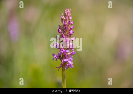 Une orchidée parfumée à la craie (Gymnadenia conopsea) par une journée ensoleillée en été dans les Alpes autrichiennes Banque D'Images